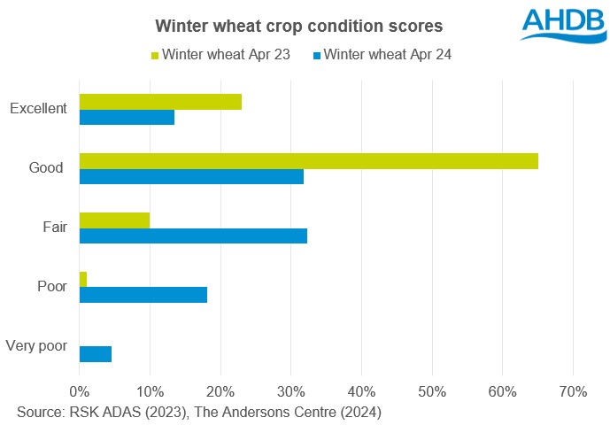 Chart showing GB winter wheat conditions scores at the end of April 2023 and 2024